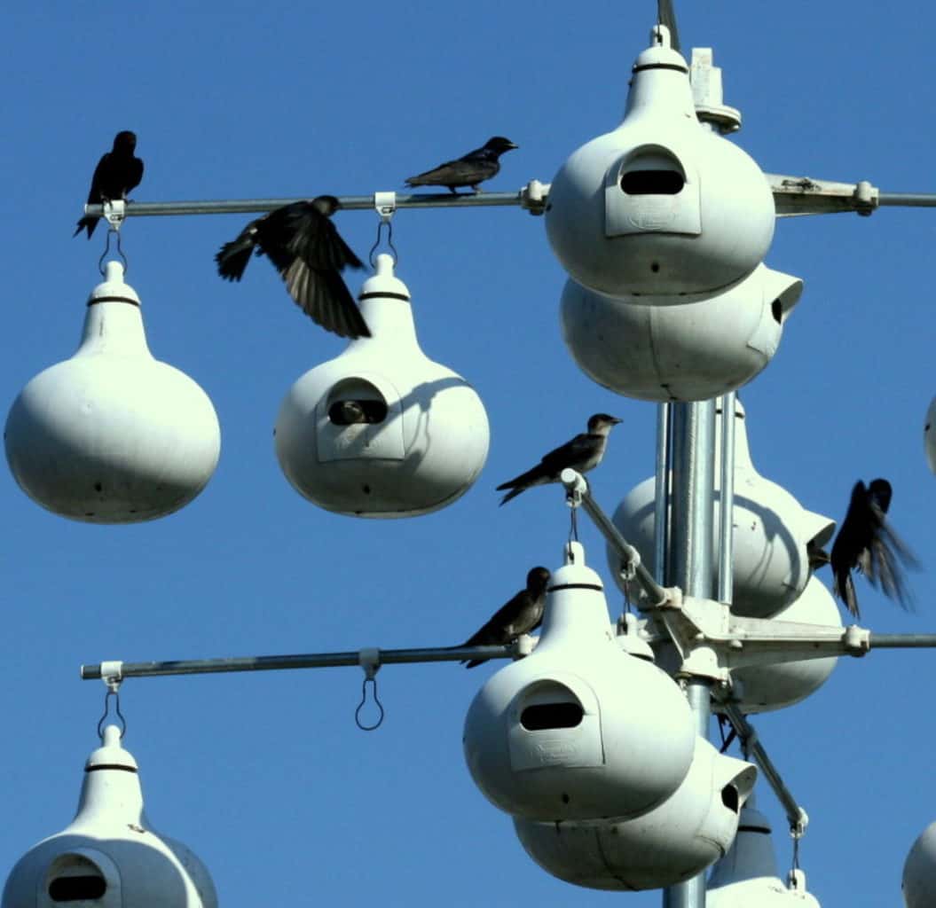 Southern Md. Town is FirstEver "Bird City Maryland" Chesapeake Bay