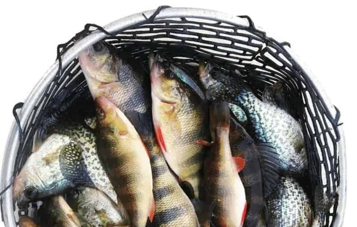 Maryland’s Eastern Shore Rockfish Crab Imperial Chesapeake Bay Magazine