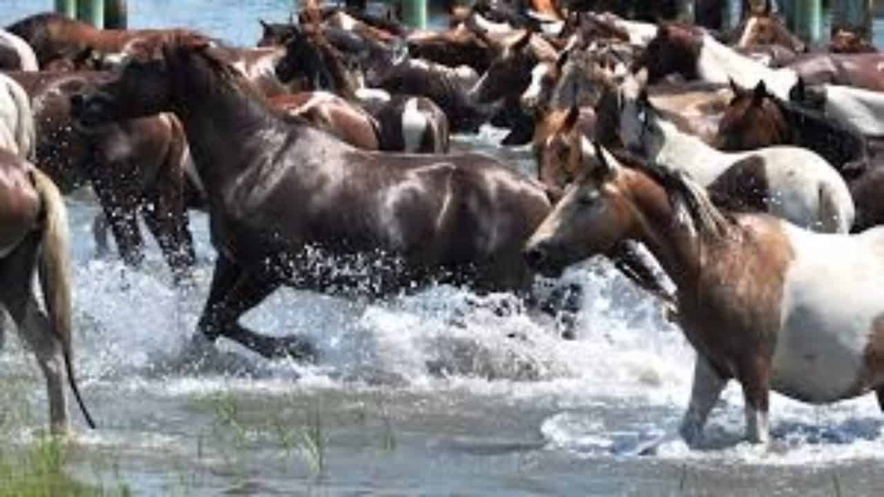 Chincoteague Pony Swim Canceled for 1st Time in 78 Years Chesapeake