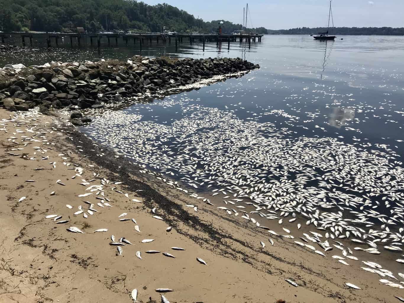 VIDEO: 10K Fish Dead on Severn River Due to Isaias