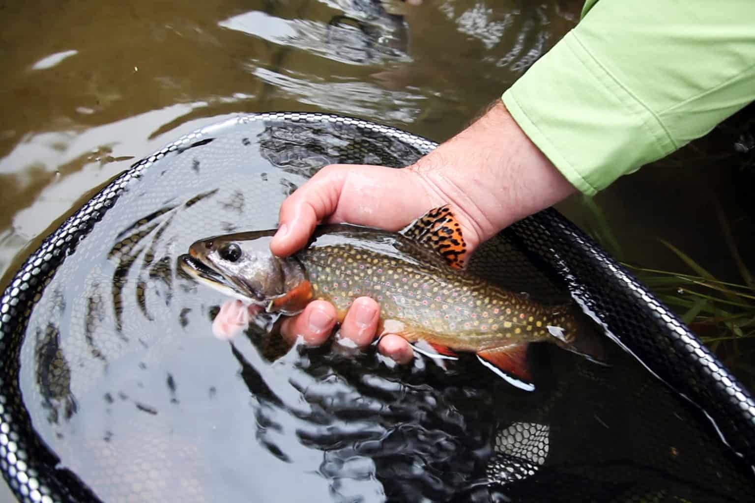 Trout Fishing the Watershed's Sweet Spots