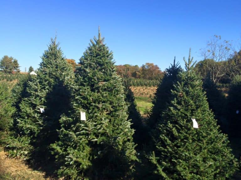 BayRegion Christmas Tree Farms Sales Jump in 2020 Chesapeake Bay