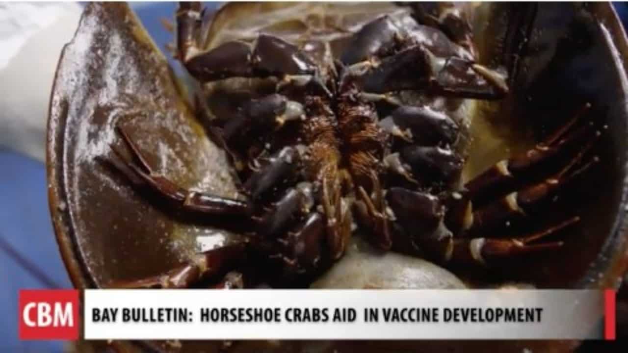 VIDEO BayRegion Horseshoe Crabs Key to COVID19 Vaccine Success