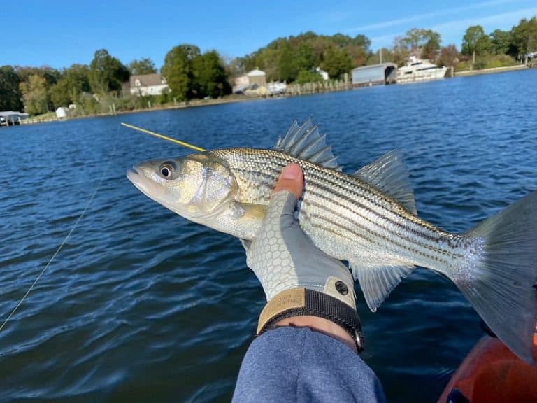 Public Comment to Shape Future of Rockfish Harvest Chesapeake Bay