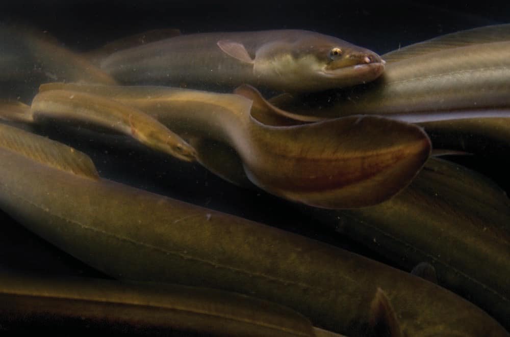 License to Eel Chesapeake Bay Magazine