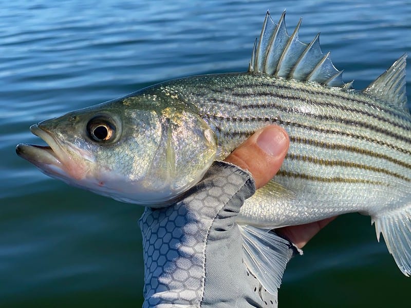 Md. Rockfish Limits Set, Including July Closure Chesapeake Bay Magazine
