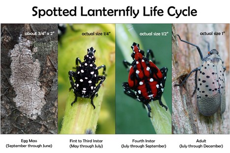 https://www.chesapeakebaymagazine.com/wp-content/uploads/2021/07/Spotted-Lanternfly-Lifecycle.jpg