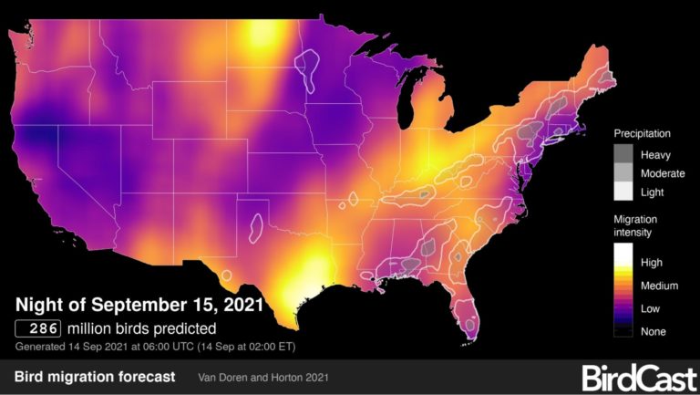 Track Peak Bird Migration with - Birdcast Migration Heat Map 768x433 