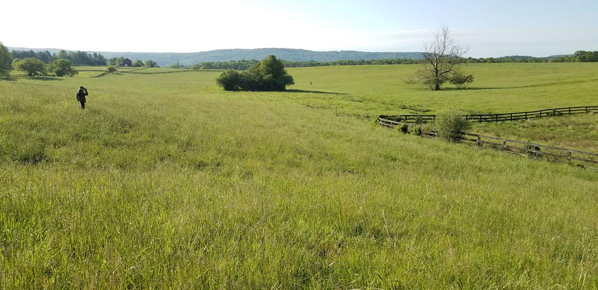 Effort Underway to Restore Va. Grasslands Bird Habitat Chesapeake Bay