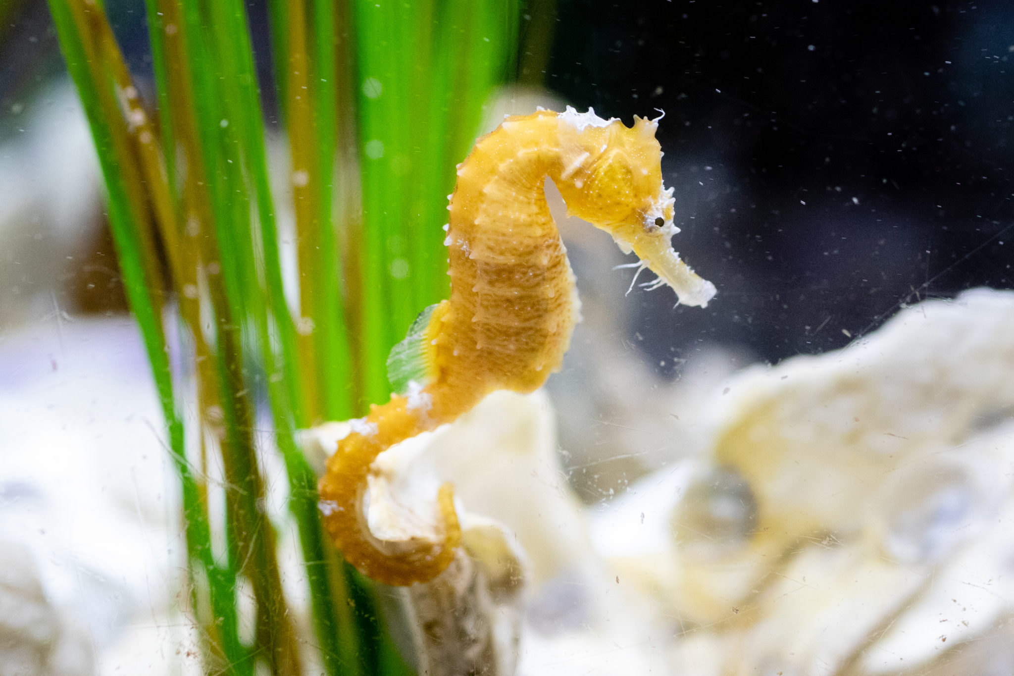 Saddle up with the Bay's Tiny Seahorses Chesapeake Bay Magazine