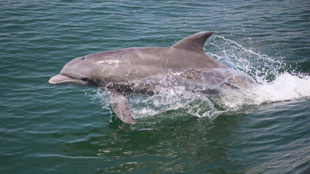 dolphin tour virginia beach aquarium