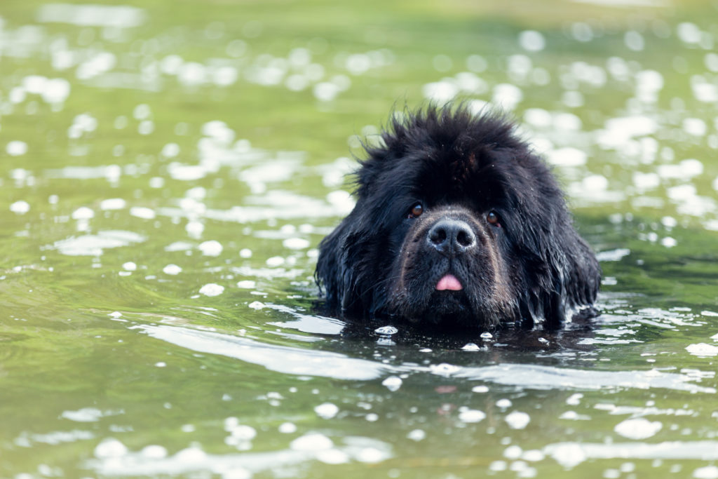 Newfoundland dog portraits in the water. Beautiful big black dog is playing over the water.