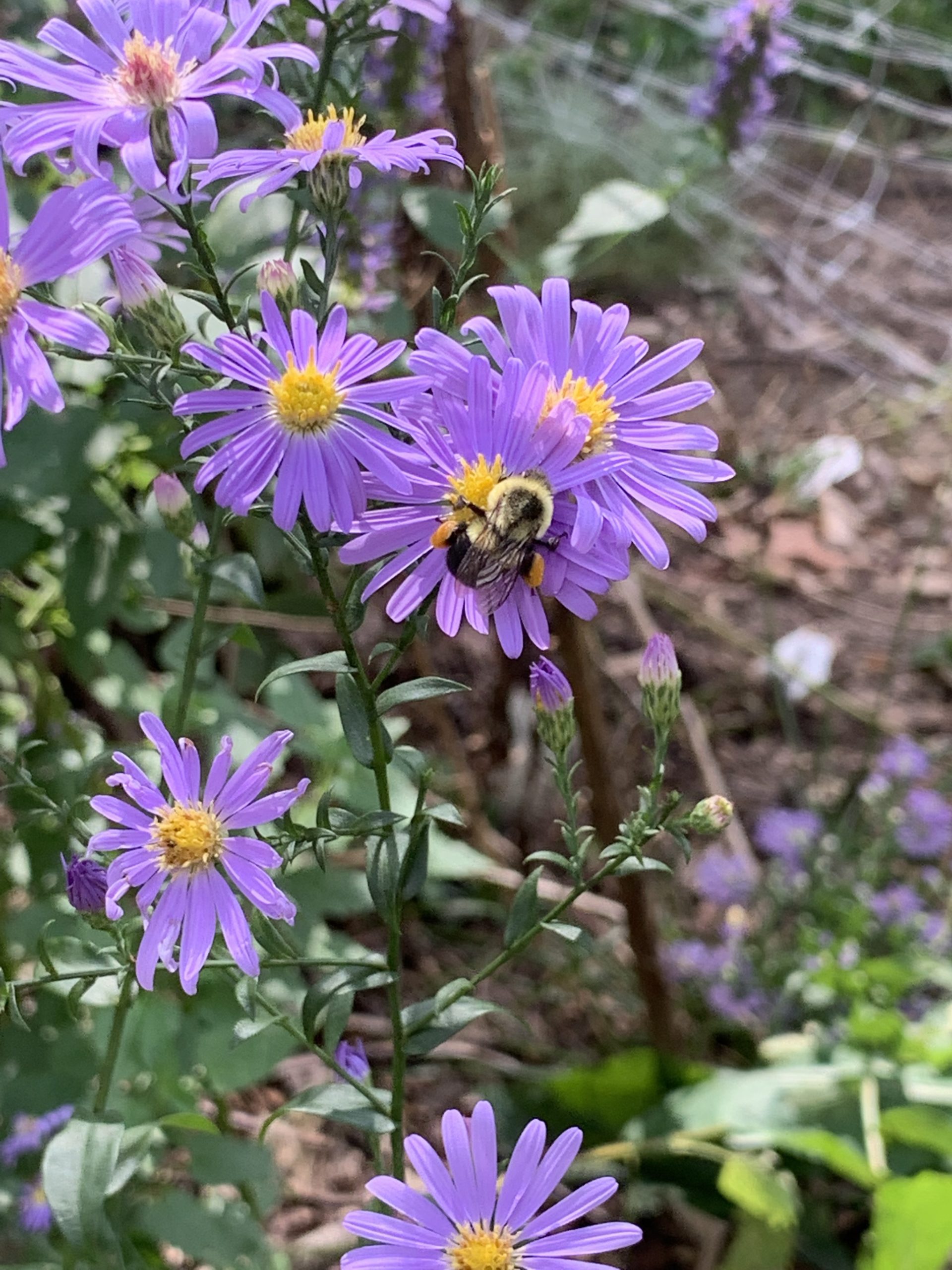 Growing Natives Helps the Bay Chesapeake Bay Magazine