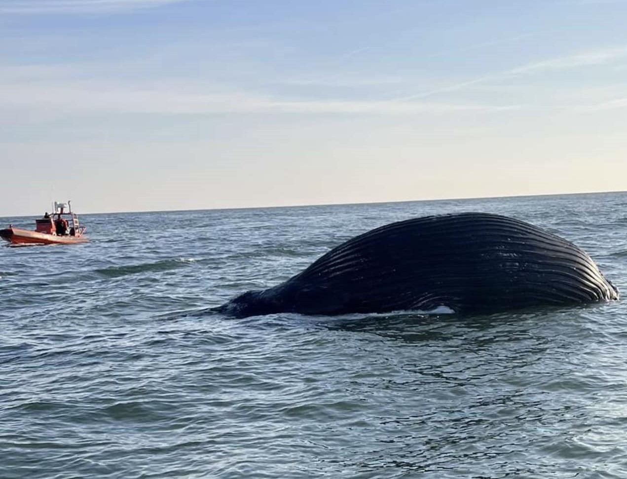 Humpback whale found dead, stranded on Maryland coast