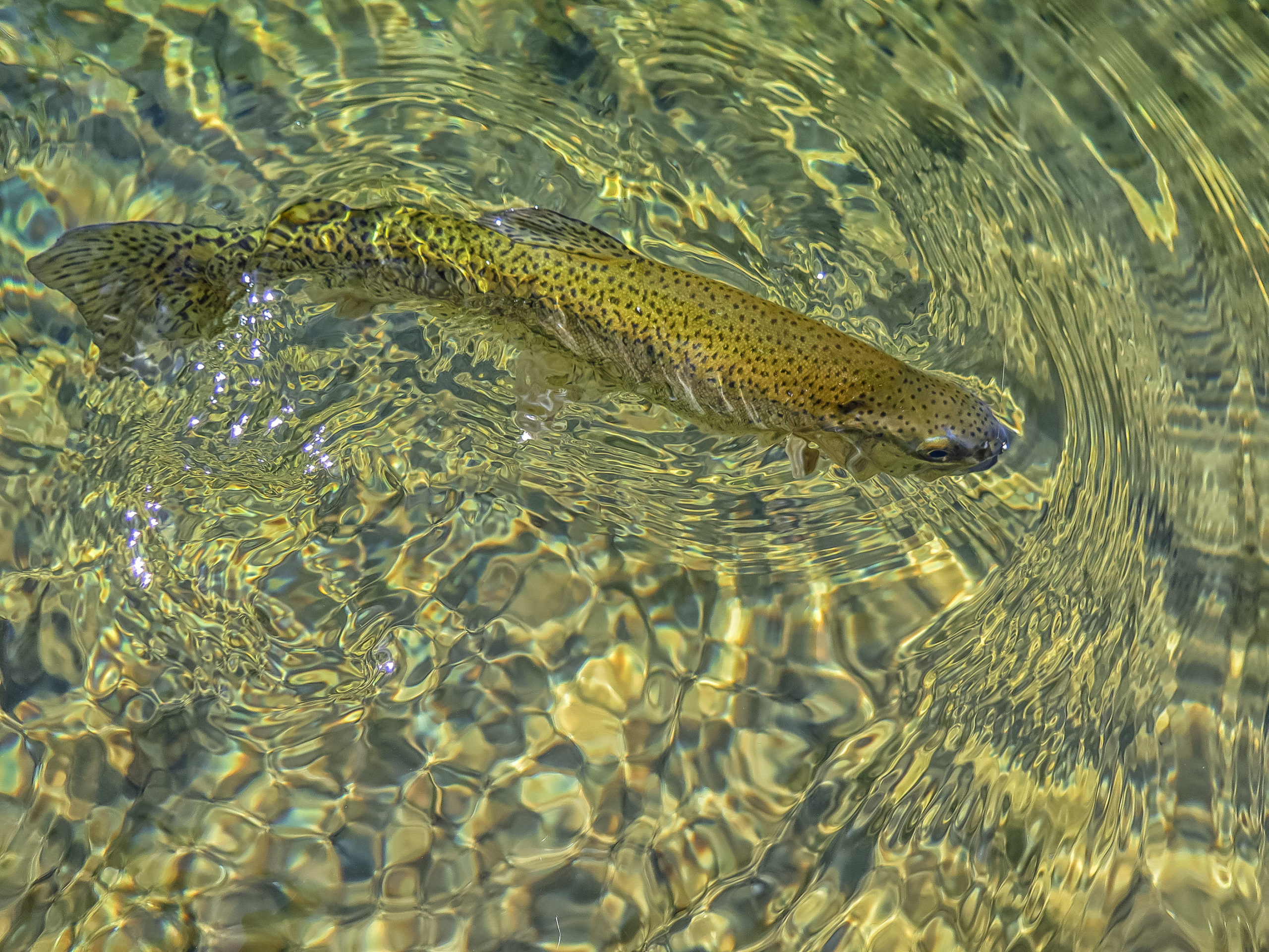 Maryland's Fly Fishing Trail