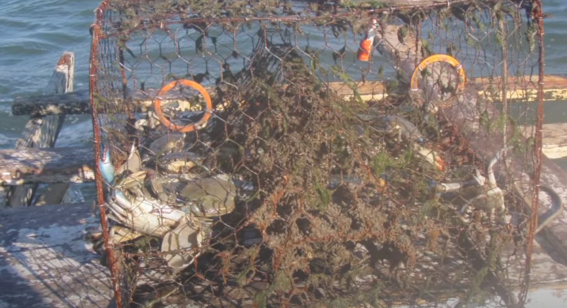 VIMS to Lead Abandoned Crab Pot Program, Awarded Largest Grant in its History Chesapeake Bay