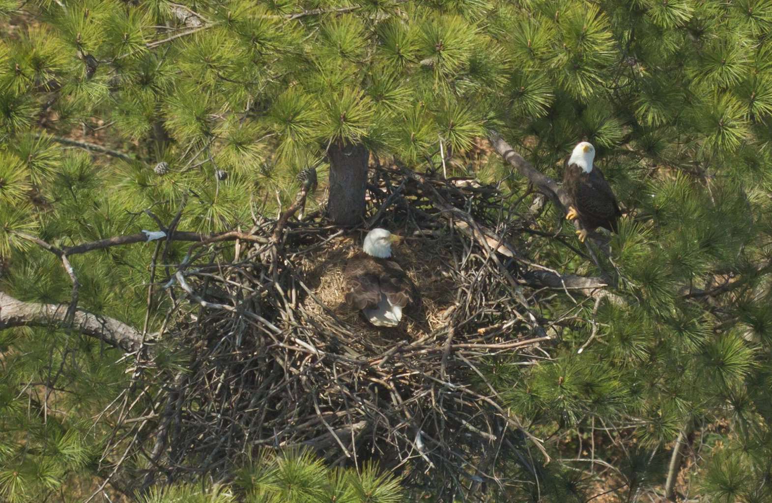 Bald Eagle Nesting Sites Overcrowded Thanks to Population Rebound