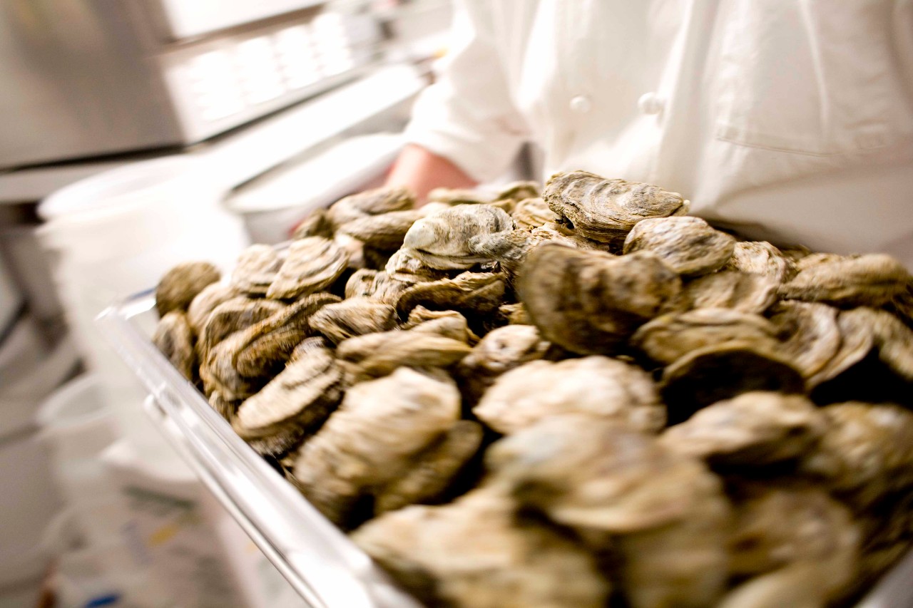 Oysters and Rockfish and Crabs Oh My! Chesapeake Bay Magazine