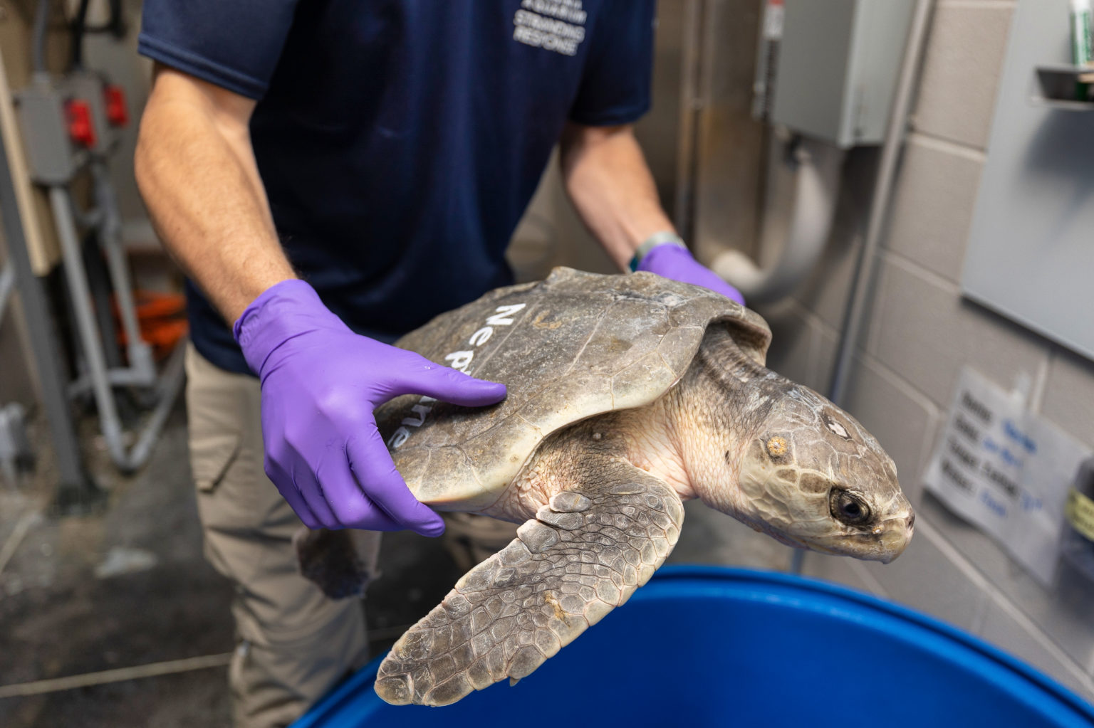 VA Aquarium Takes in Sea Turtles Hooked by Anglers Chesapeake Bay