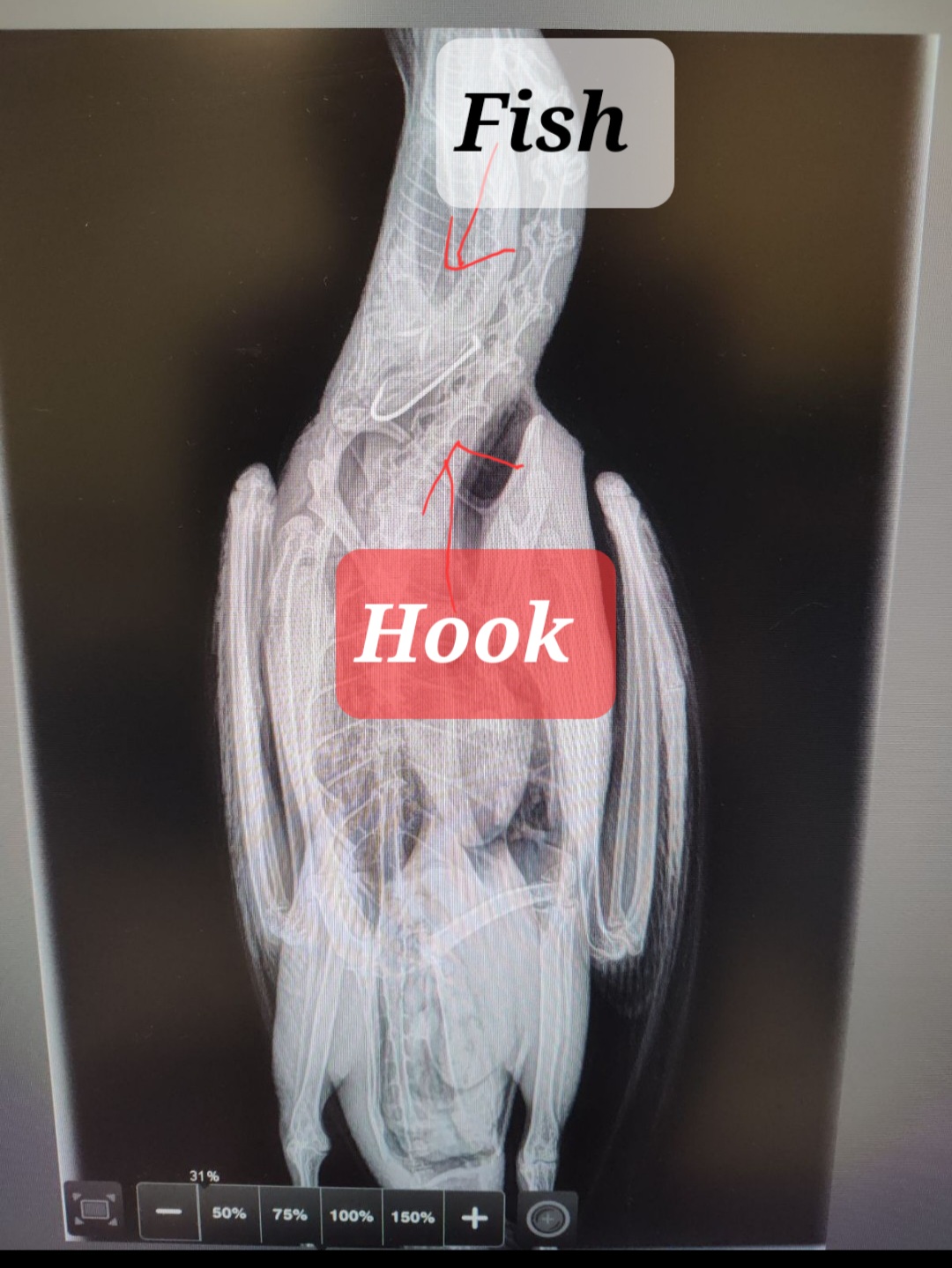 Cormorant Rescued After Swallowing Fish Still Attached to Fisherman's