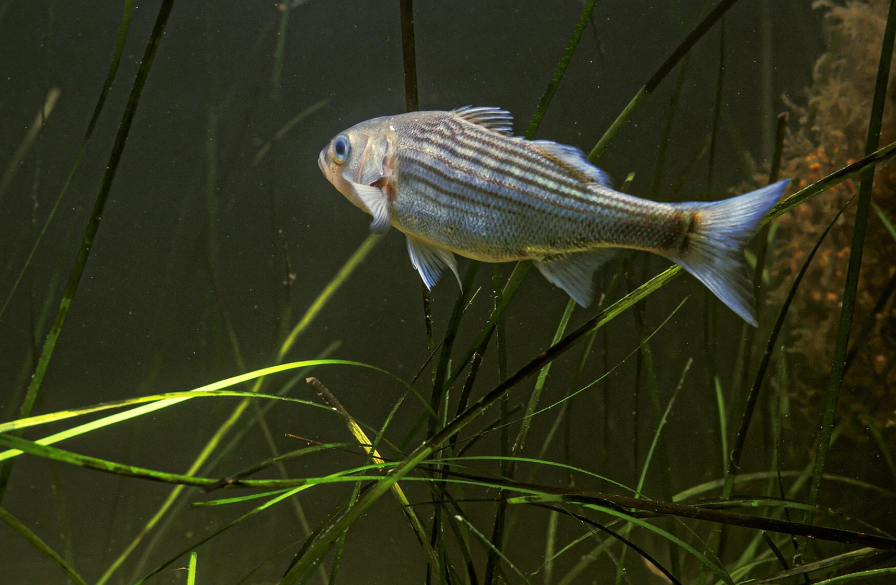 Rockfish Emergency Catch Limit Extended Through Next Year Chesapeake