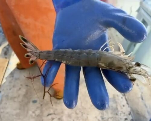 VIDEO: MD Launches Pilot Shrimp Fishery