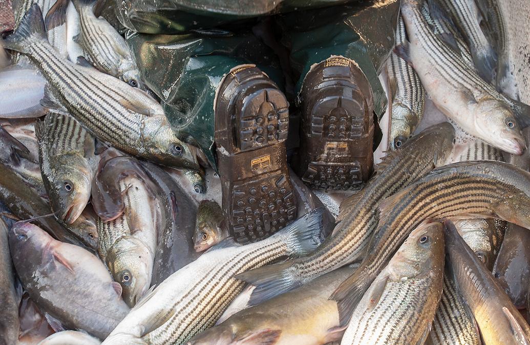 MD Proposes Emergency Action to Cancel Spring Trophy Rockfish Season Chesapeake Bay Magazine