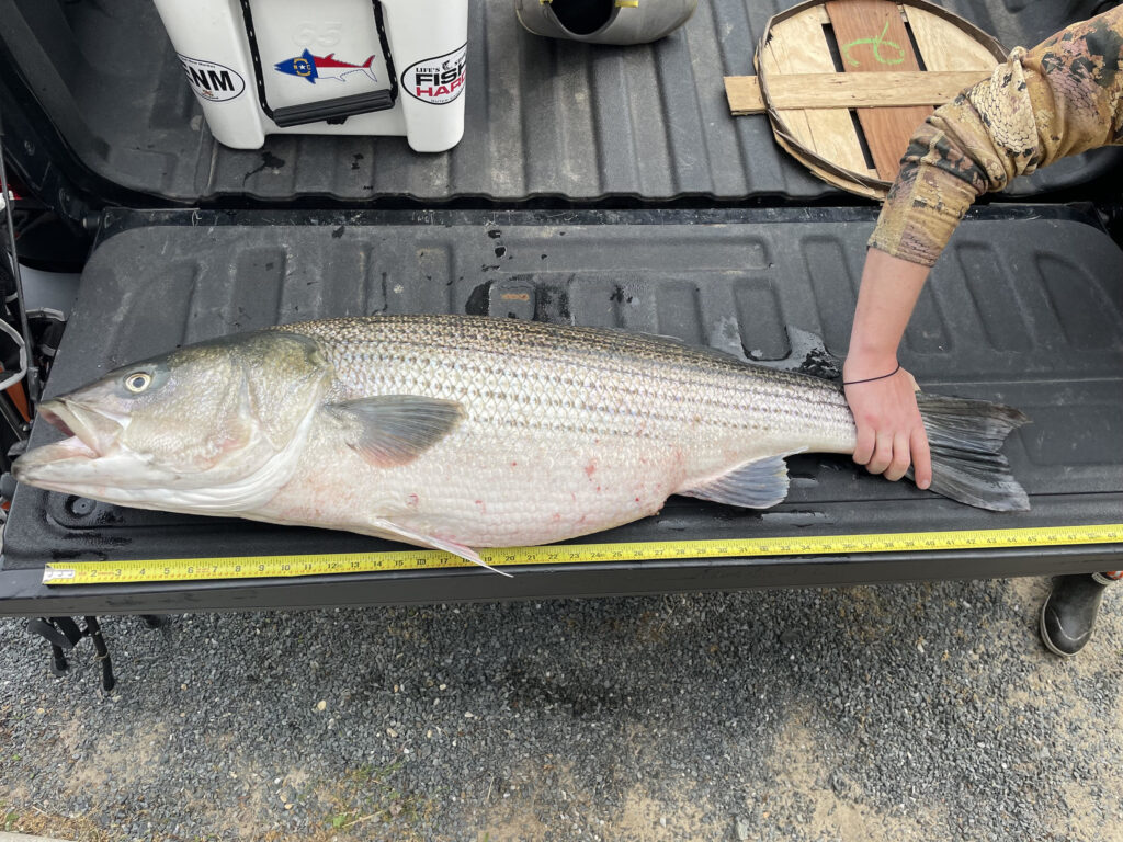 Angler Andrew Phemister measures a 46" Striped Bass he caught in the Chesapeake Bay in May 2022. Photo: Maryland Fisheries Service DNR/Flickr