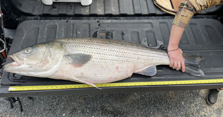 Angler Andrew Phemister measures a 46" Striped Bass he caught in the Chesapeake Bay in May 2022. Photo: Maryland Fisheries Service DNR/Flickr