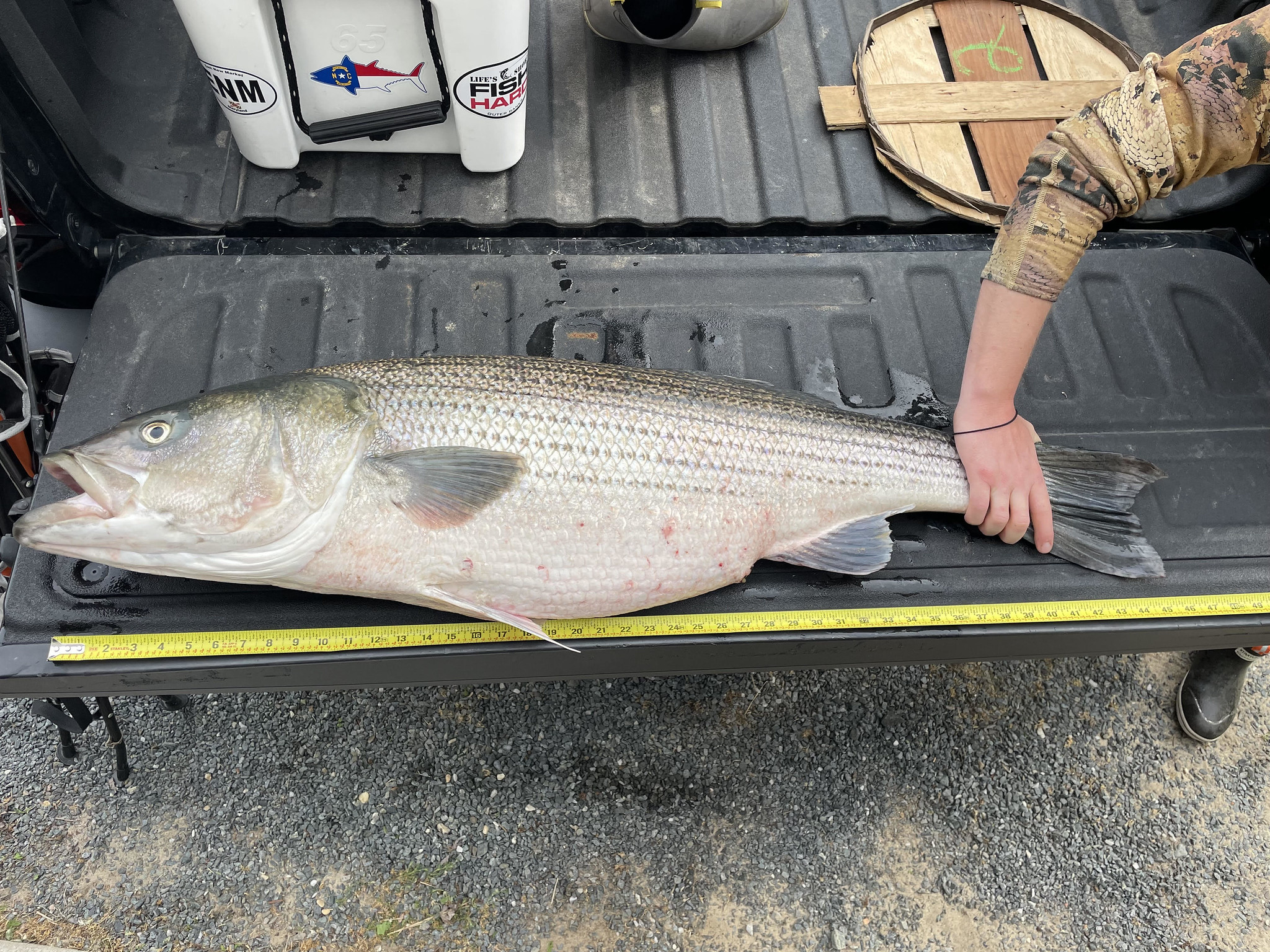 Angler Andrew Phemister measures a 46" Striped Bass he caught in the Chesapeake Bay in May 2022. Photo: Maryland Fisheries Service DNR/Flickr