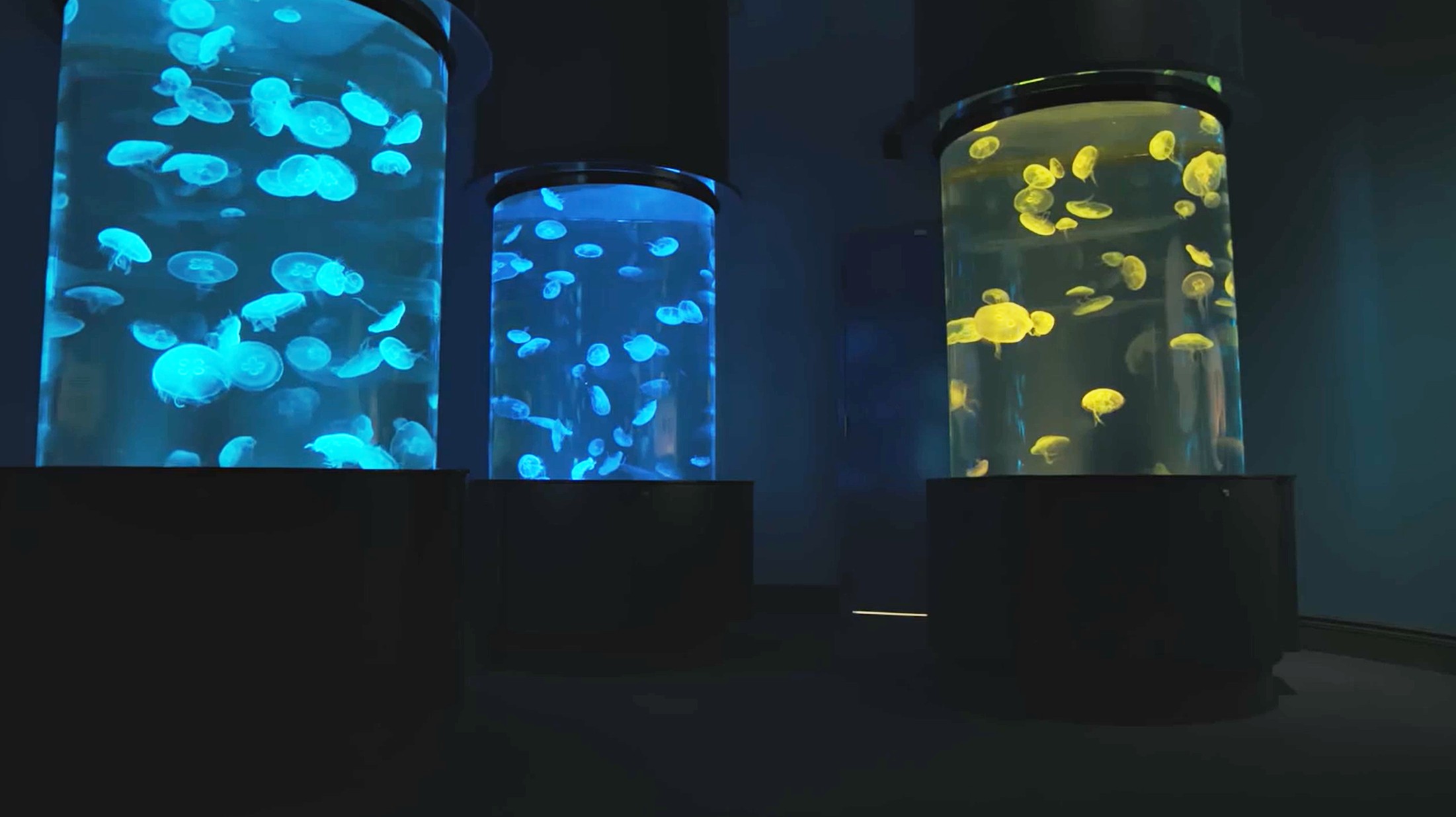Photo inspiration: Video Virginia Aquarium Debuts New 28 9 Million Expansion Photo Inspiration