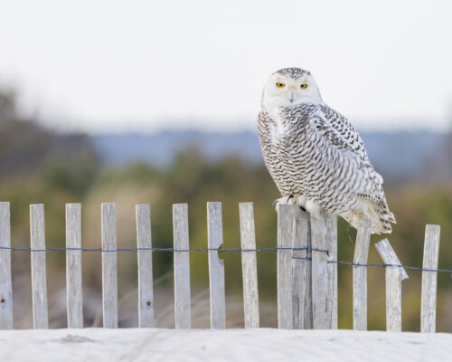 In Search of Owls on the Chesapeake: How Expert Birders Spot Them
