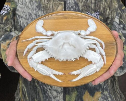Albino Crab, Now Stuffed, Returns to Maritime Museum