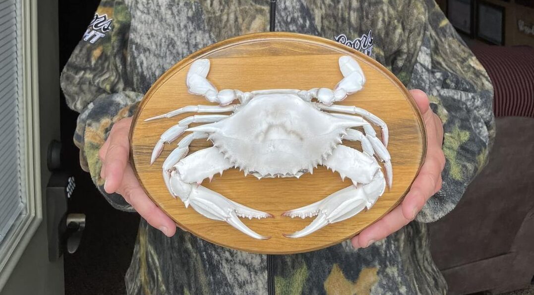 Albino Crab, Now Stuffed, Returns to Maritime Museum | Chesapeake