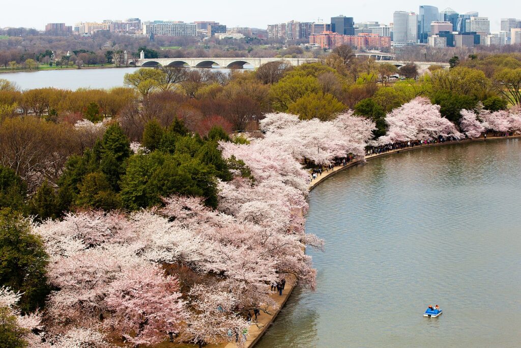 Cherry blossoms blooming around the Tidal Basin