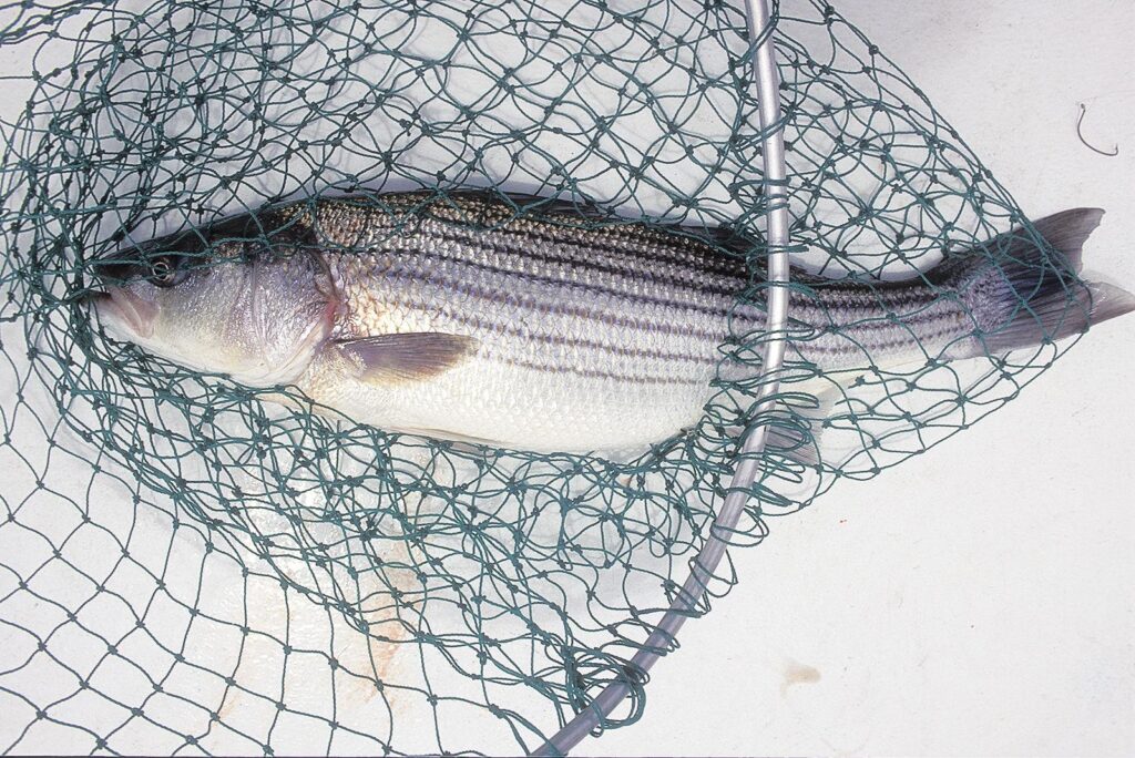 Rockfish Season in Limbo as Atlantic Commission Rejects MD, Potomac