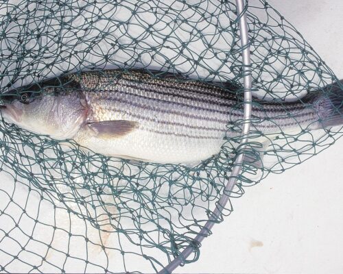 Rockfish Season in Limbo as Atlantic Commission Rejects MD, Potomac Management Plans