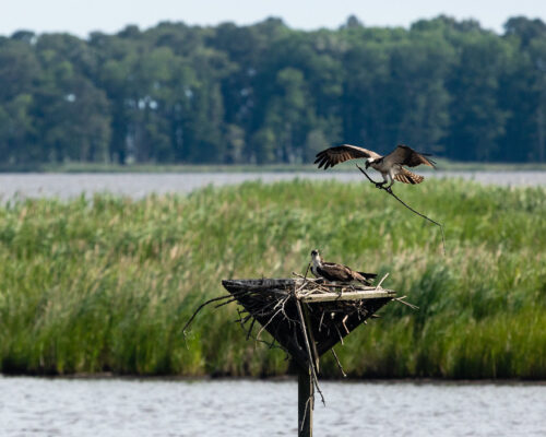 Become an Osprey Nest Watcher in the Name of Science