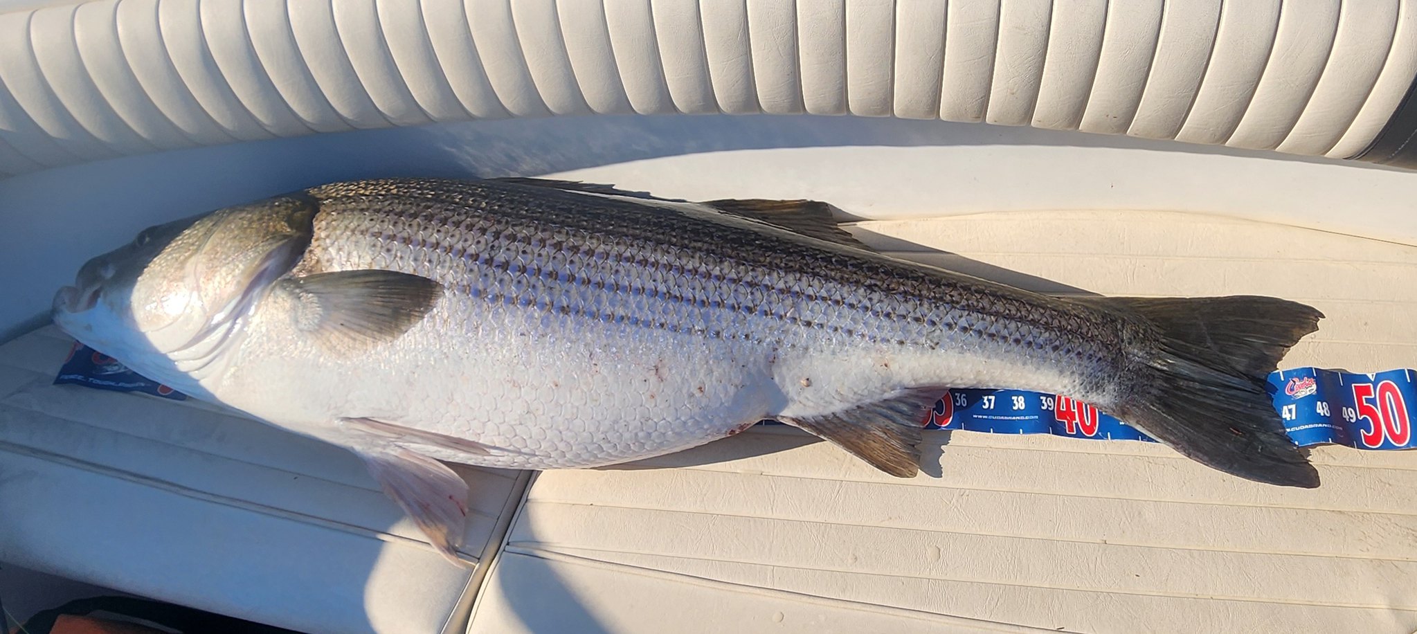DNR Offers Charter Boat Compromise on Rockfish FishPerDay Limits Chesapeake Bay Magazine
