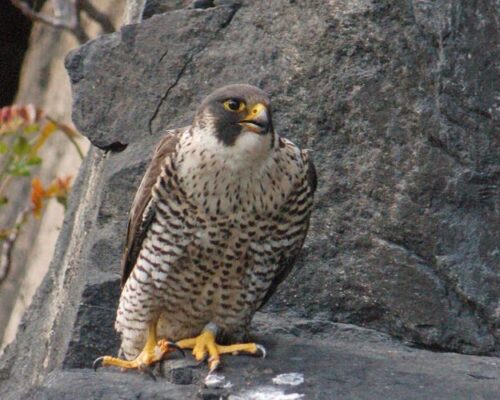 Peregrine Falcon, World’s Fastest, Bird, Make Comeback on Bay Tributaries