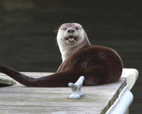 Elizabeth River “Otter Spotters” Wanted as National Program Arrives in Norfolk