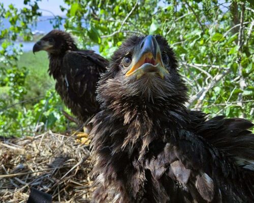 First Bald Eagles Nest on Island Rebuilt with Dredge Spoils