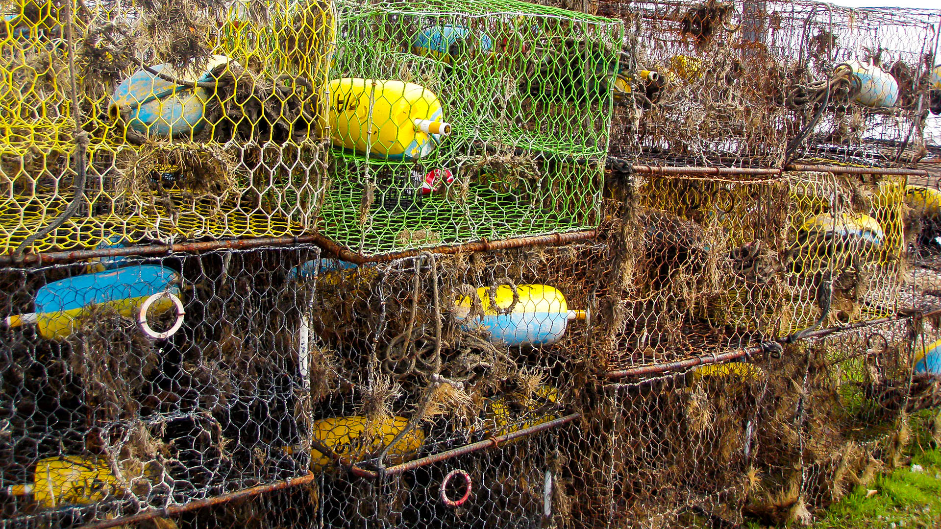 VA Marine Scientists Leads National Program Cleaning up Discarded