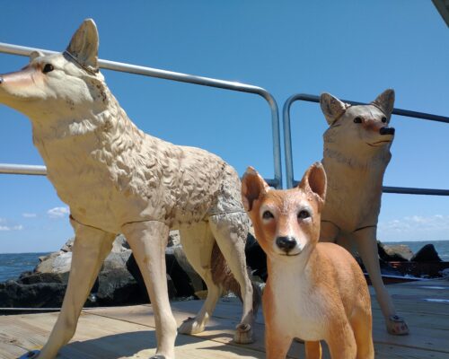 Name the Pup: Thomas Point Light’s Coyote Decoy Family Gets New Addition
