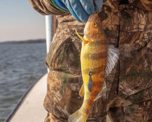 Maryland lowers recreational catch limit for struggling yellow perch