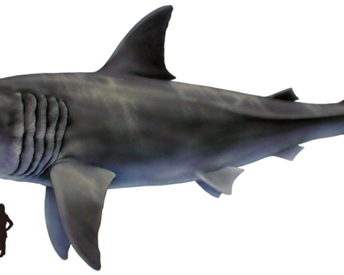 Megalodon for State Shark