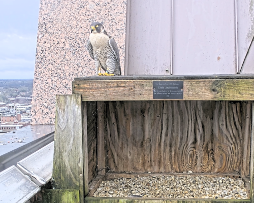 Richmond’s Falcon Cam Captures Nesting Season Up Close