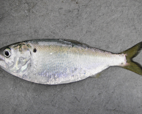 On Menhaden: Time to Do the Science