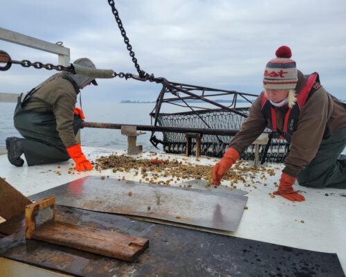 Winter Crab Surveys Delayed Due to Freezes