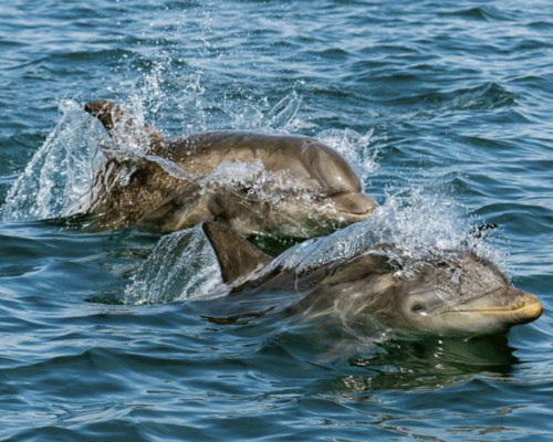 Dolphin Watch Sighting Season has Begun